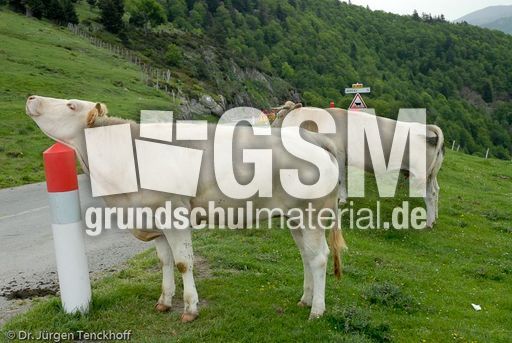 Hausrind (53 von 174).jpg